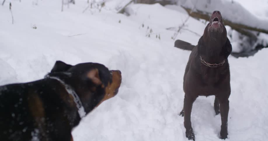 Two dogs barking in the snow