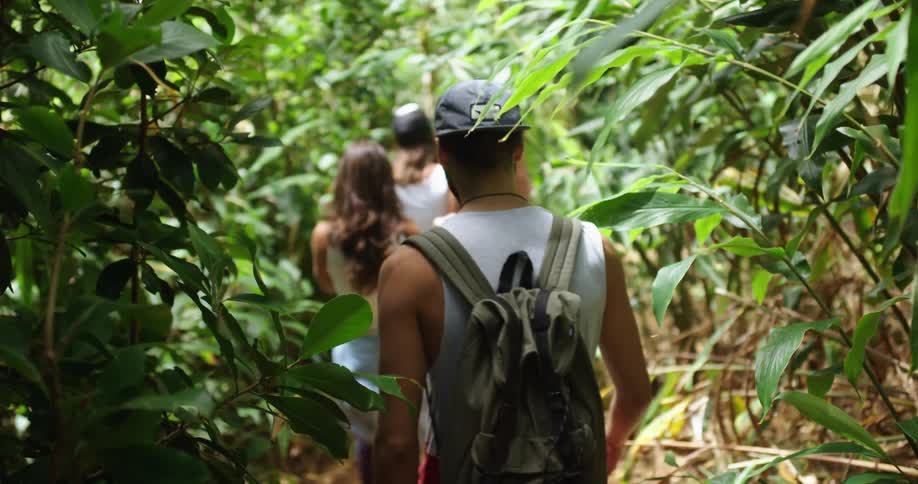 Four people hike through a forest