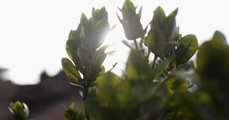 The plant blows in the wind