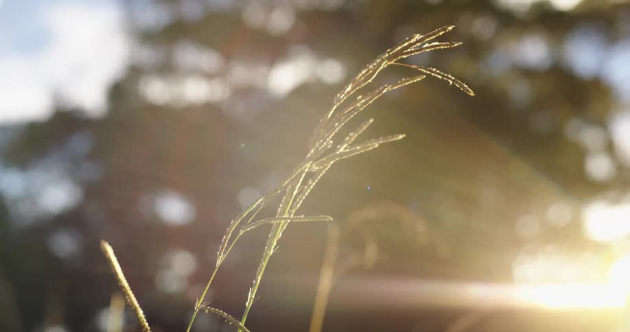 The sun shines down on wheat