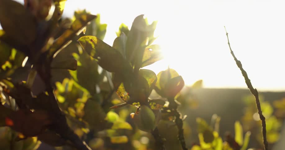 The sun shining down on plants