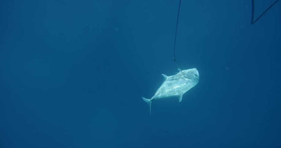 A diver is catching a glowing fish with a line