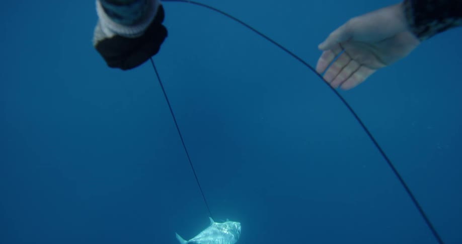 A person is pulling the line after catching a fish underwater