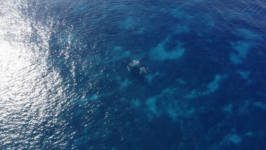 A person swimming in the ocean