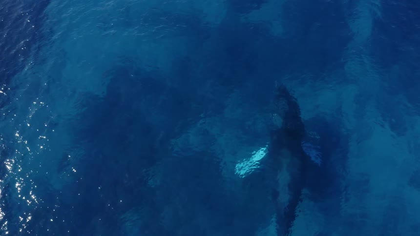 A whale swimming in the ocean