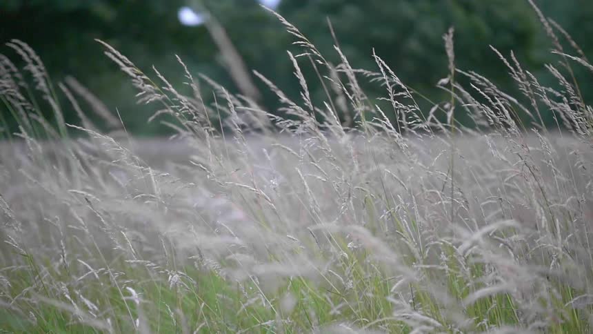 A field of grass is blowing in the wind