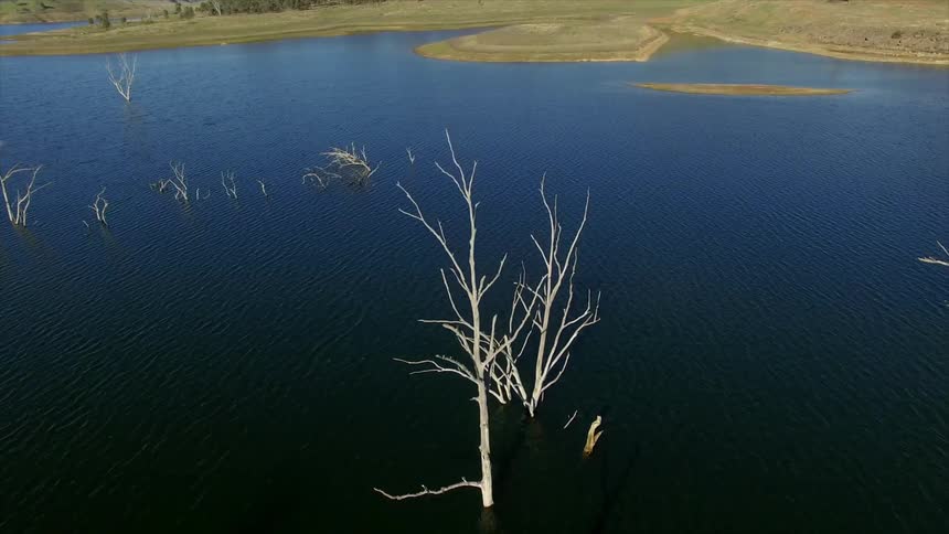 Trees are submerged in a lake