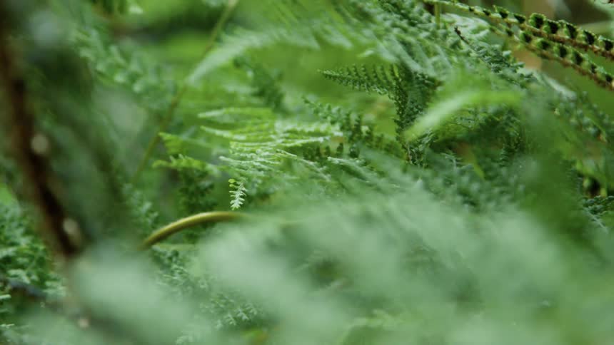 Close up of fern leaves swaying in the breeze