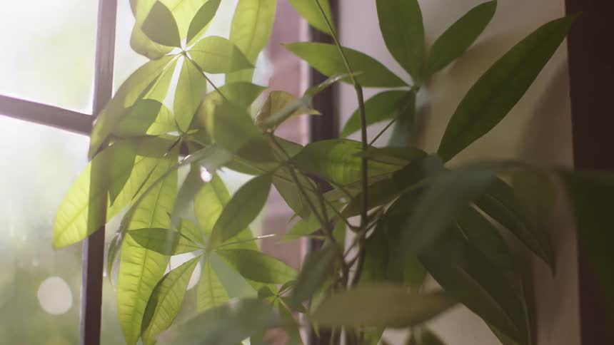 A plant sitting in a windowsill
