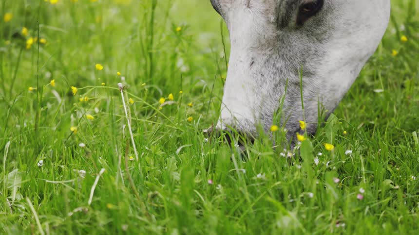 A white cow grazes on a lush grass field