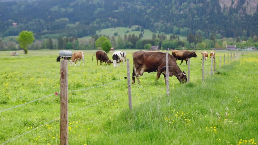 Cows grazing on a grassy pasture in the country