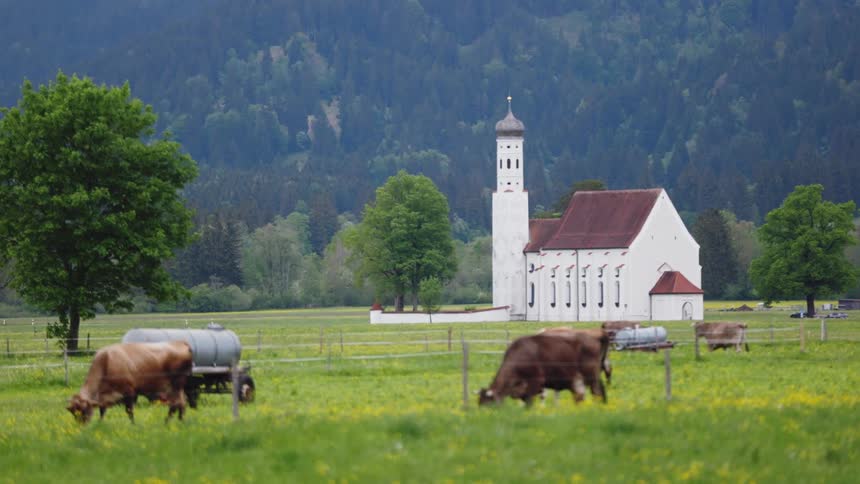 Cows grazing on a pasture near a church in the country