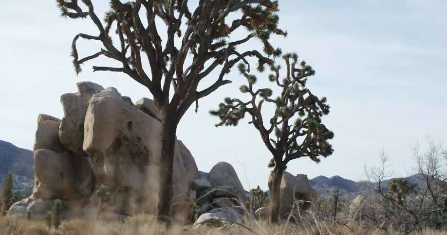 Grass and trees with boulders mountains and the sky in the background