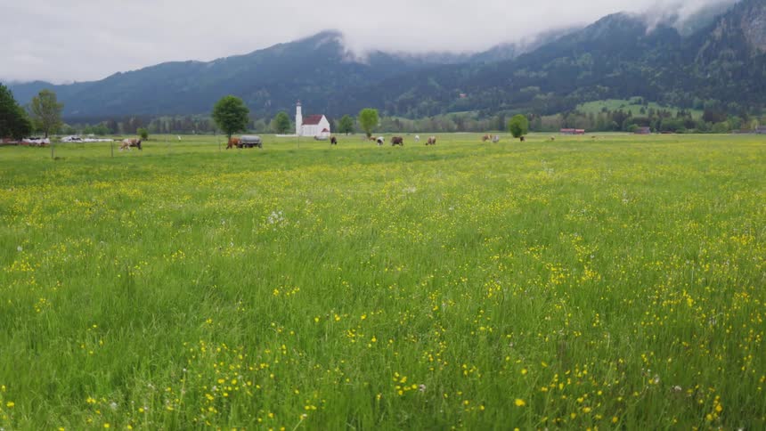 Cattle in a field