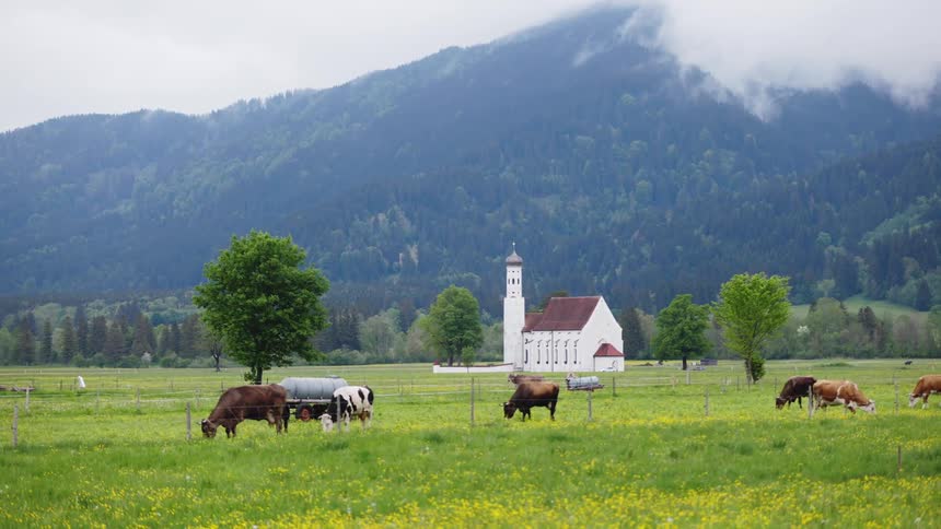 A herd of dairy cows graze in the meadow with high mountains covered with clouds in the background