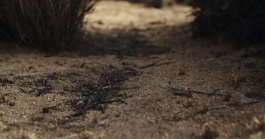 Twigs and soil on the ground