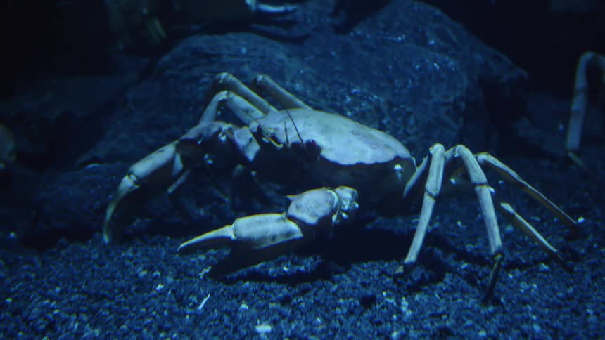 A crab sits on gravel underwater