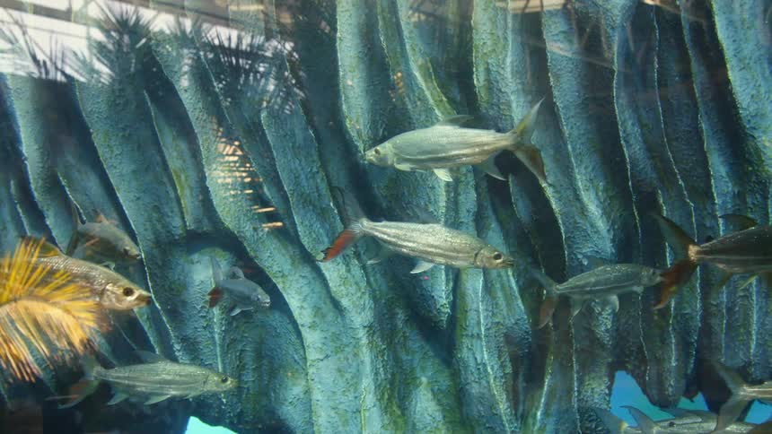 Fish are underwater swimming