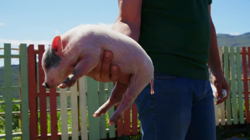 Wiggly piglet being held by a person outdoors on a farm