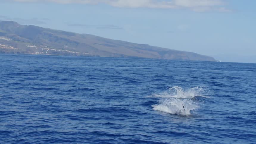 Dolphins swimming in the ocean