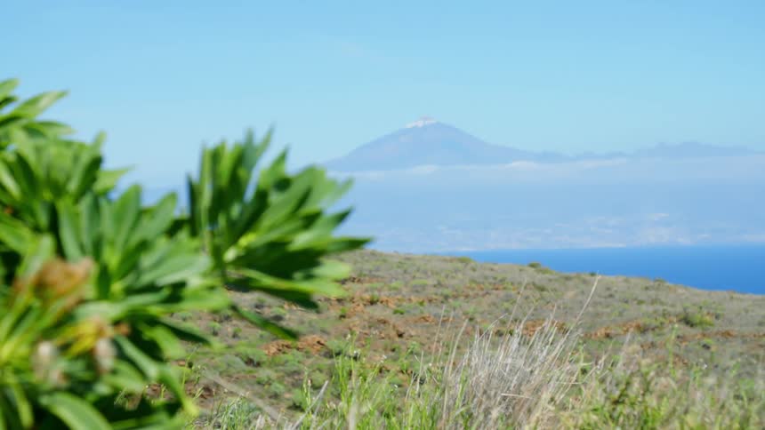 Bushes plants and grass in the breeze with a mountain on the horizon