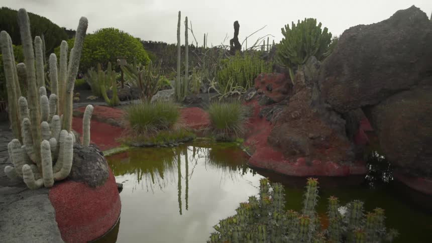 Cactus surrounding a pond