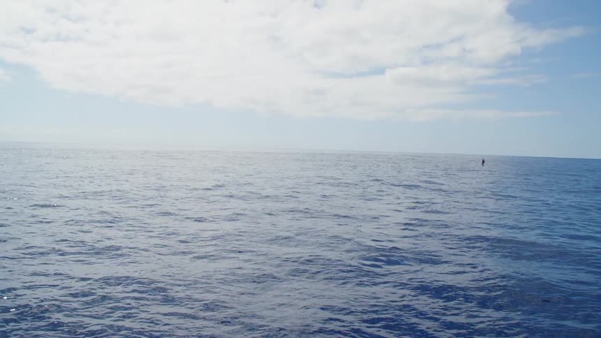 Dolphin jumps on the calm ocean waters at day
