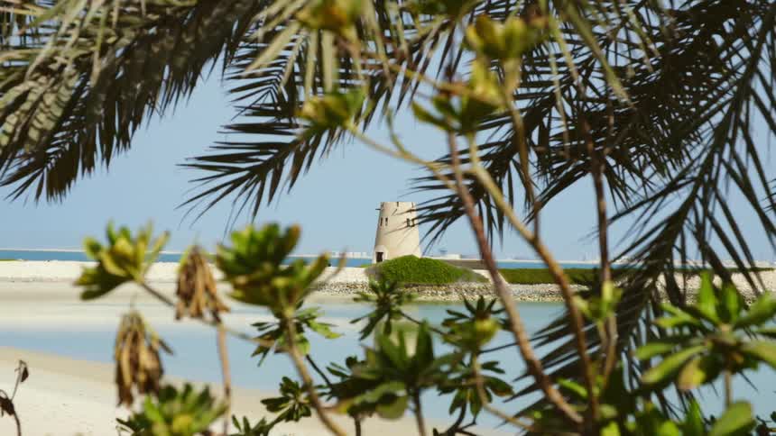 Palm trees sit on the beach near the ocean