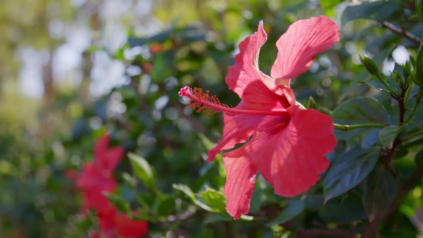 A pink flower blooms on a plant outdoors