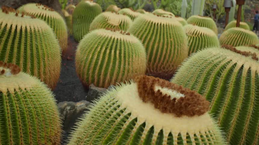 Group of barrel cactus on a nursery