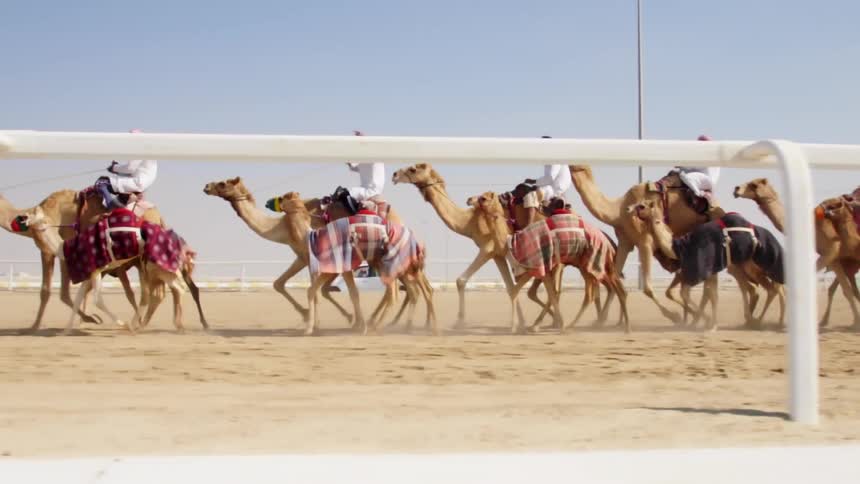A row of camels trot along a race track