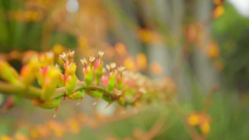Sprouting flowers on a branch