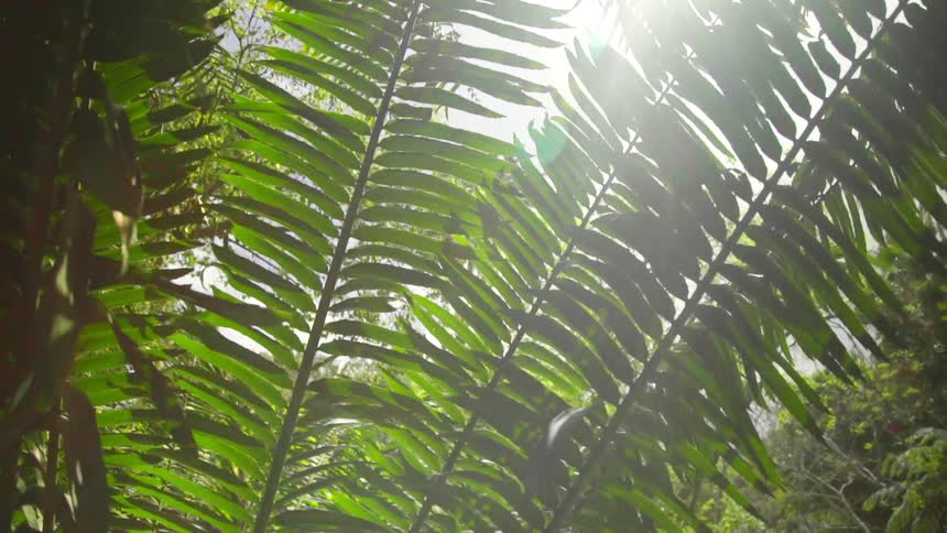 The sun shines through the leaves of a tropical tree