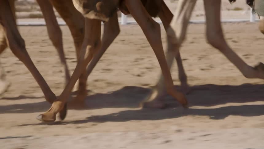 Camels running in the desert