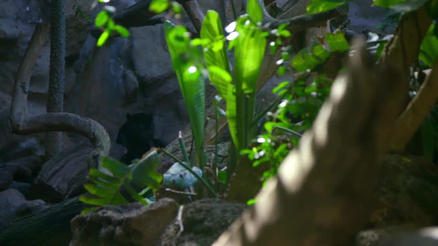 Black big cat rest in shadow in enclosure