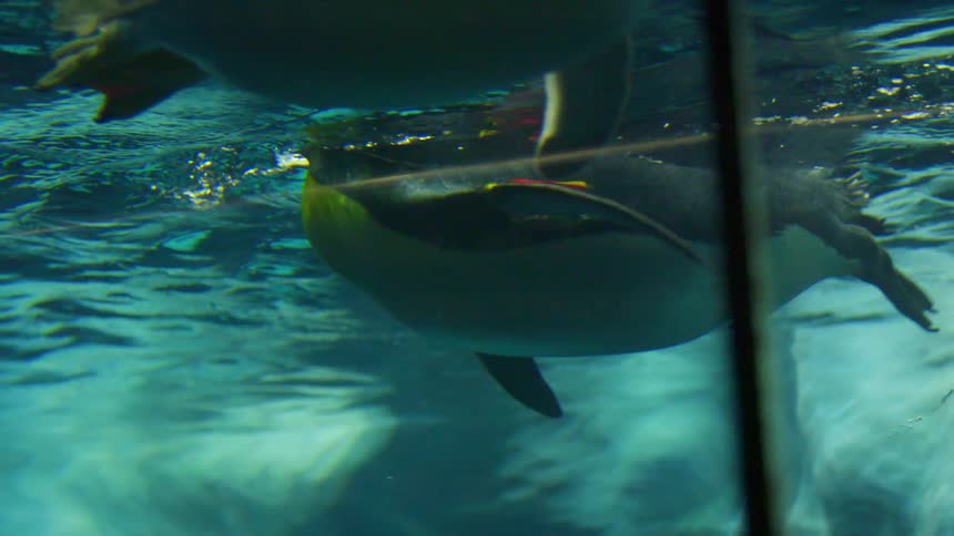 A penguin swims under the water surface