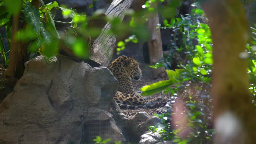 A leopard lying outside