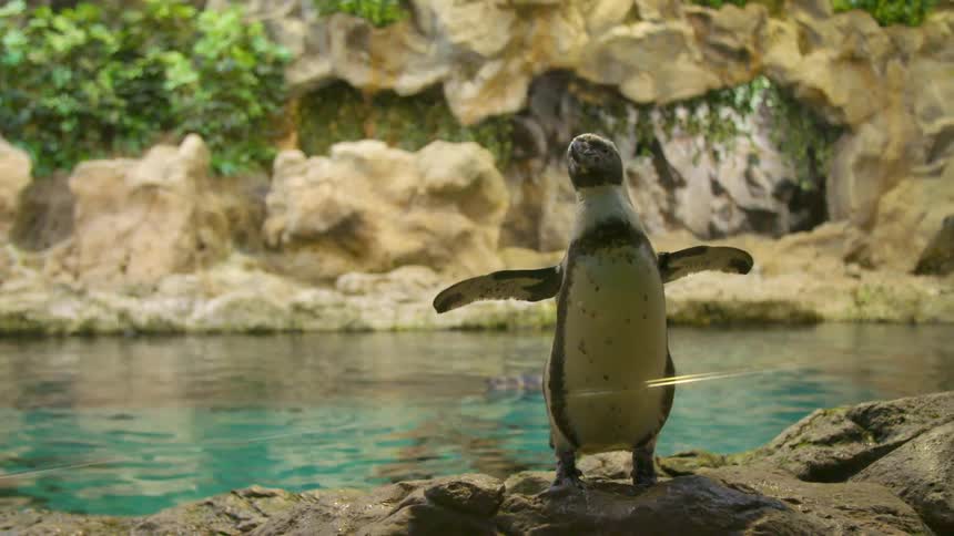 Penguin wiggling on a rock near a pond