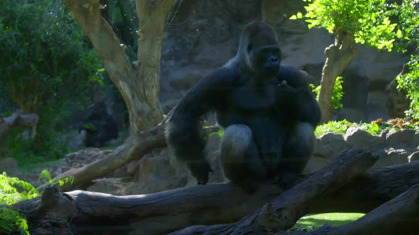 A gorilla sitting on a tree trunk
