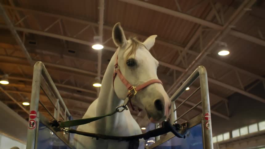 A horse in a stable