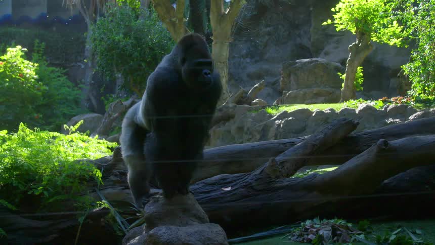 Gorilla stands on rock near logs in enclosure