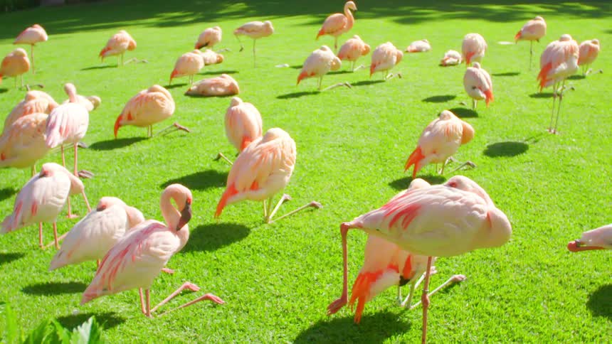 A flock of flamingos on a lawn