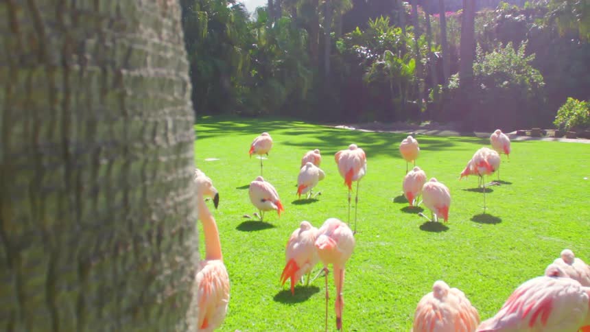 Flamingos standing on a grassy area