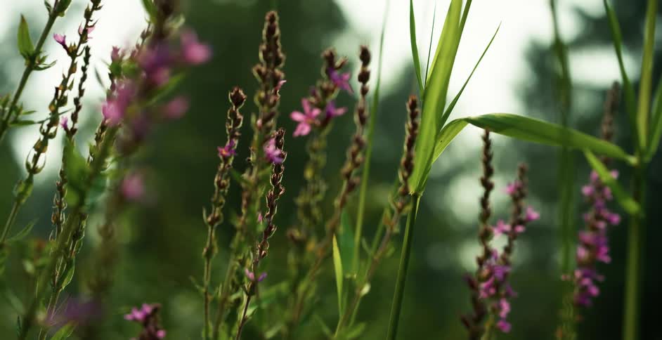 Blooms on a plant