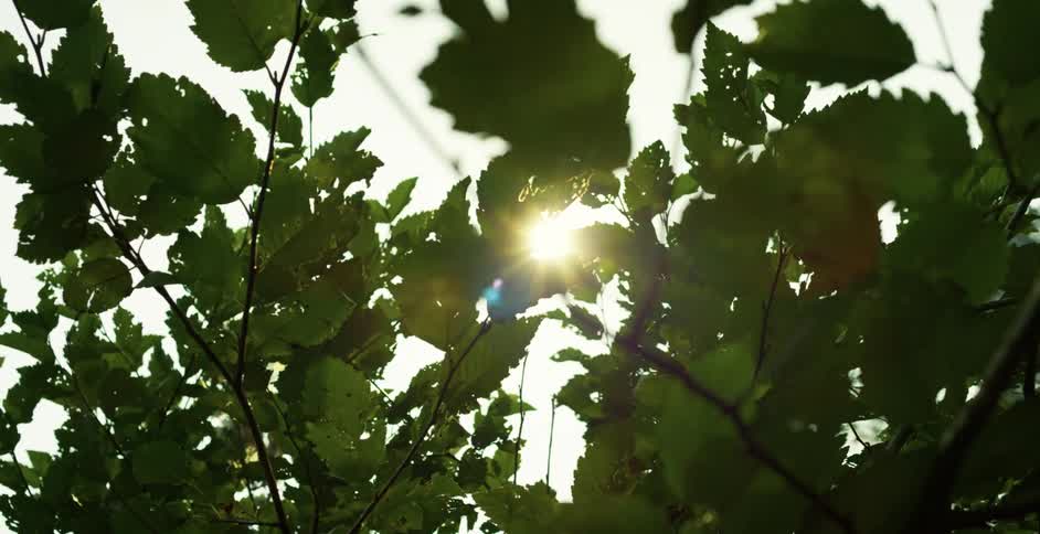 Lush green leaves fill out a tree