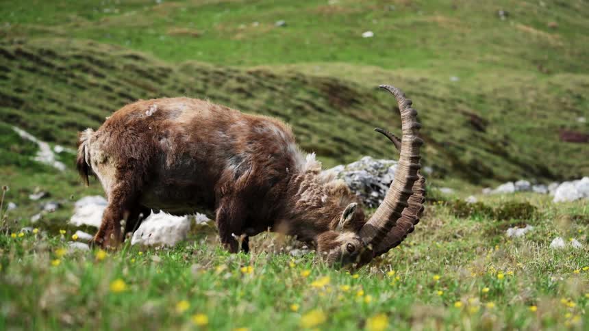 A goat with two curved horns grazes in a field