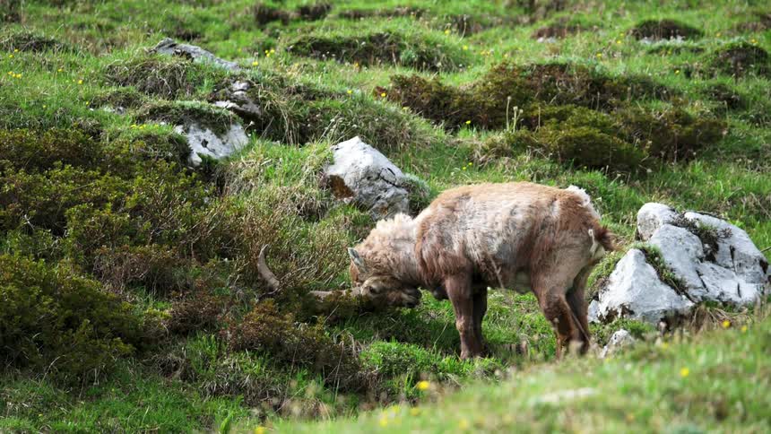 A mountain goat rubs its horns in the grass