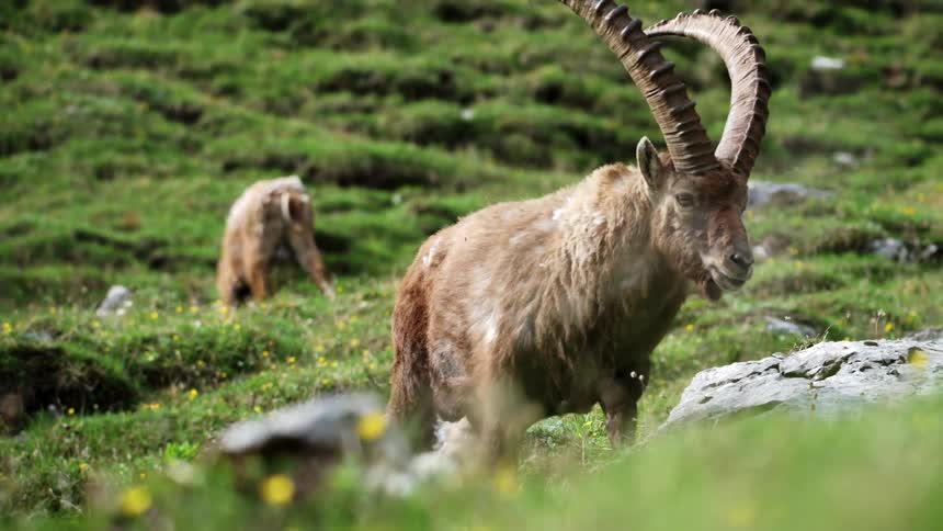 Wild goat with big horns graze on a green mountain slope