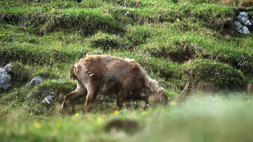 Wild goat with horns grazes on a slope of the mountain
