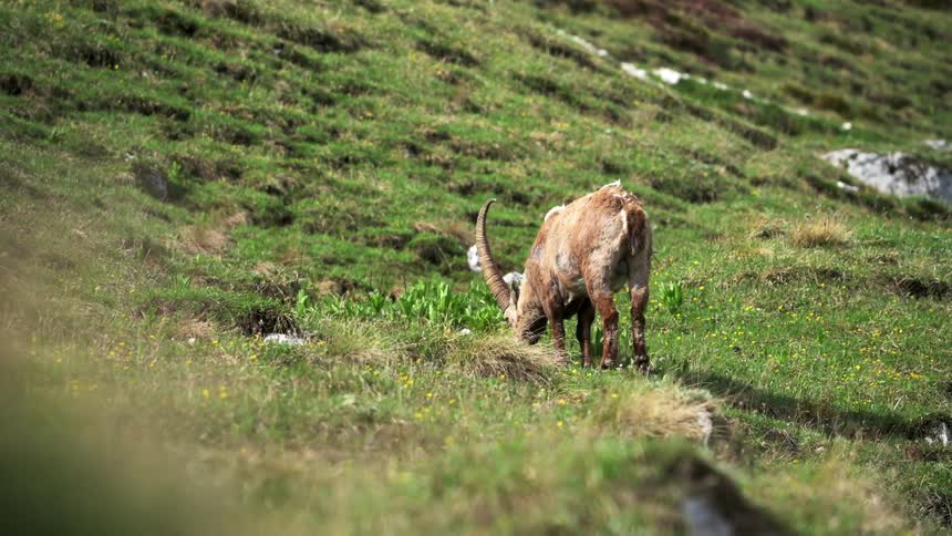 Ram grazing on the grass at the bottom of a hillside as the weeds move from a gentle breeze